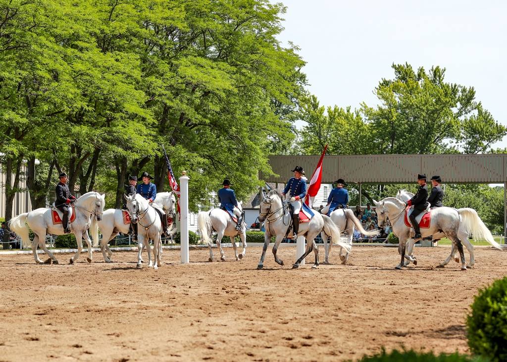 The Tempel Lipizzans